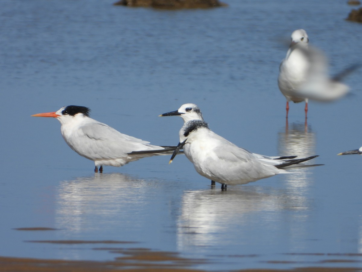 Elegant Tern - Jose Manuel Reyes Paez