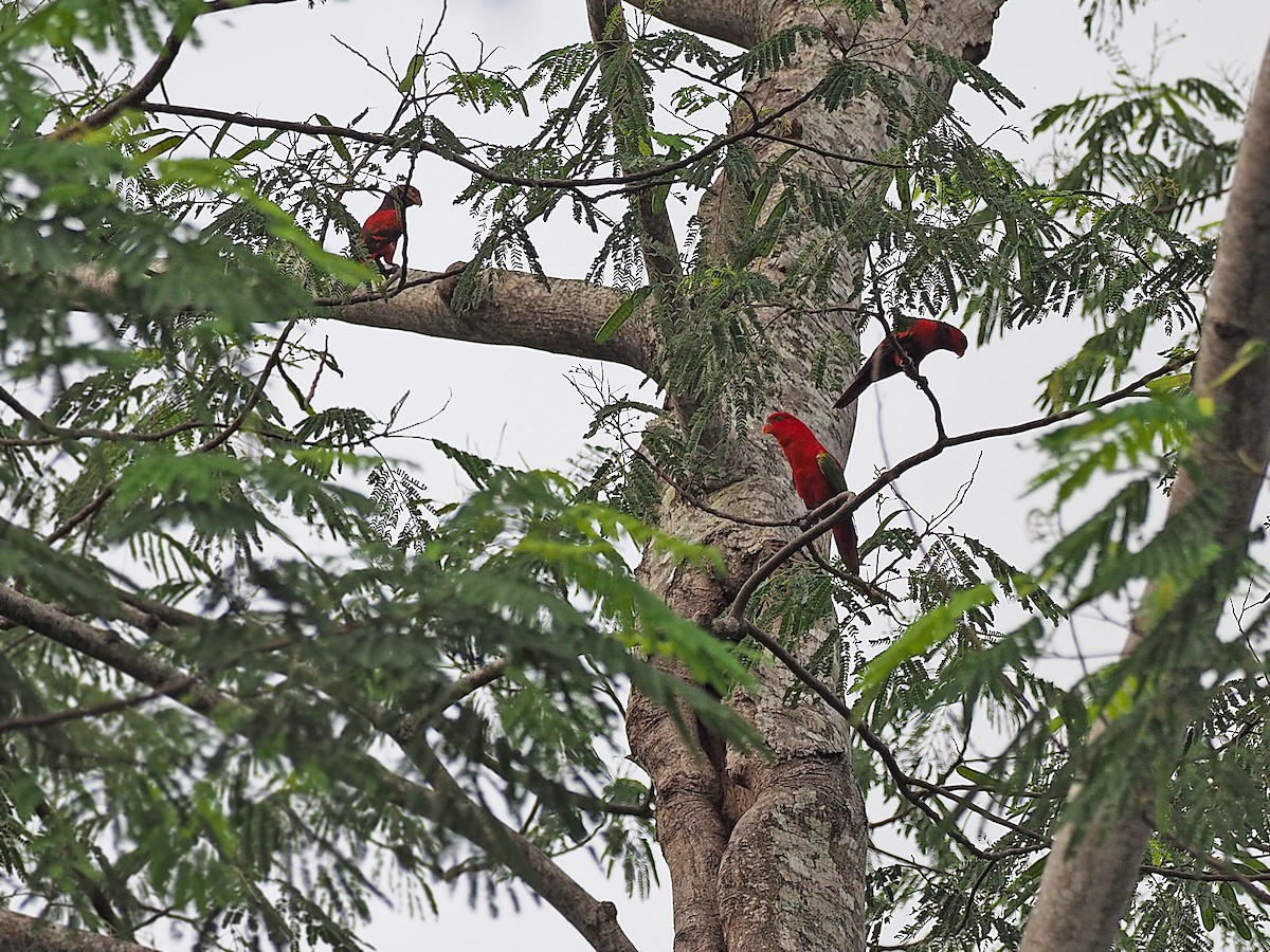 Chattering Lory - ML623987567