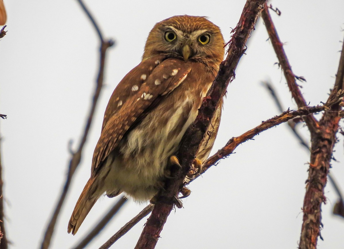 Ferruginous Pygmy-Owl - ML623987573