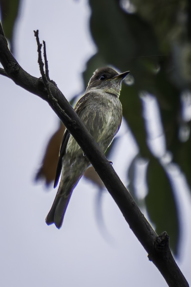 Western Wood-Pewee - ML623987585