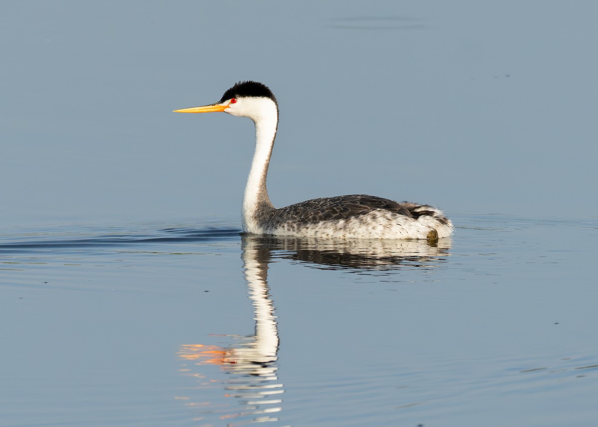 Clark's Grebe - ML623987589