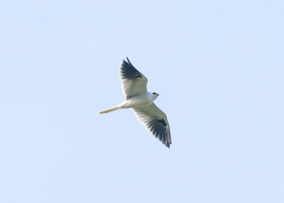 White-tailed Kite - ML623987594