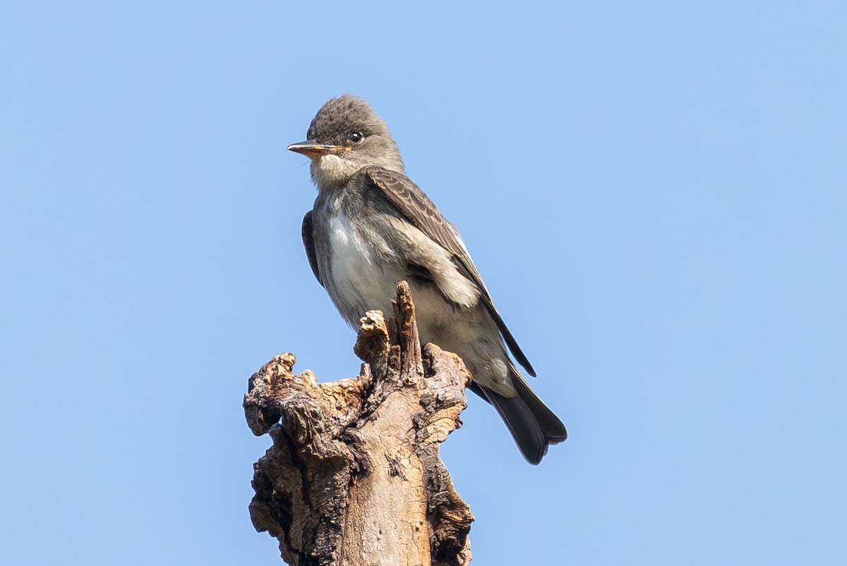 Olive-sided Flycatcher - ML623987598