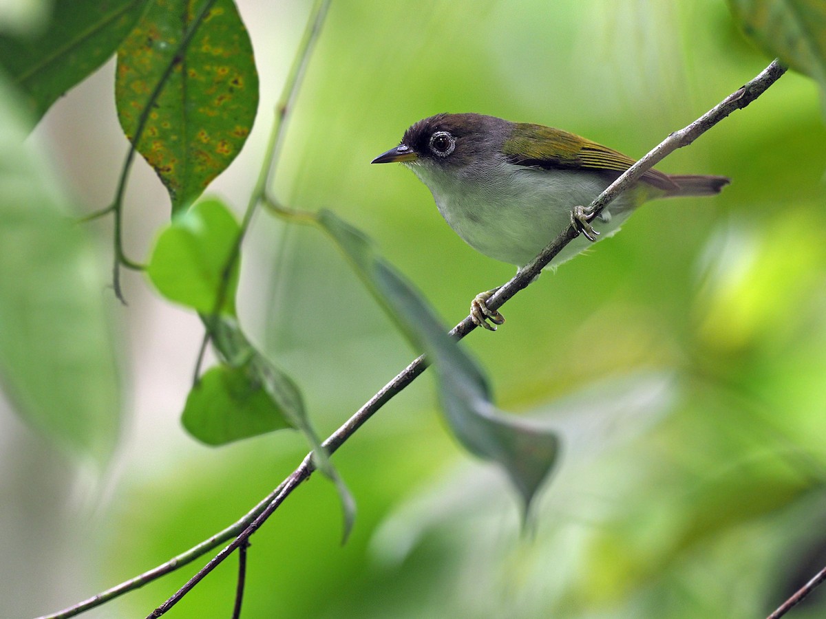 Cream-throated White-eye - ML623987604