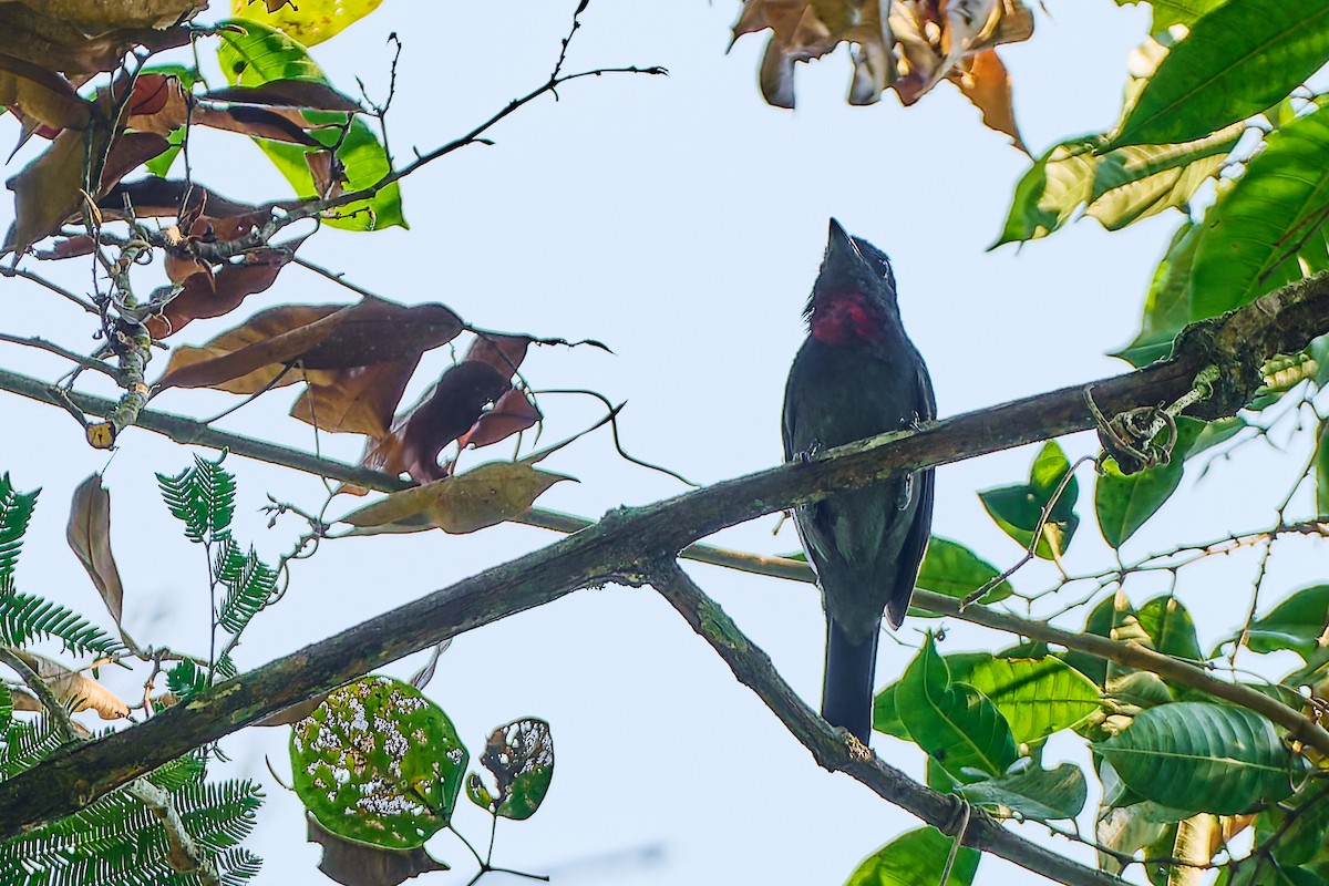 Pink-throated Becard - ML623987682