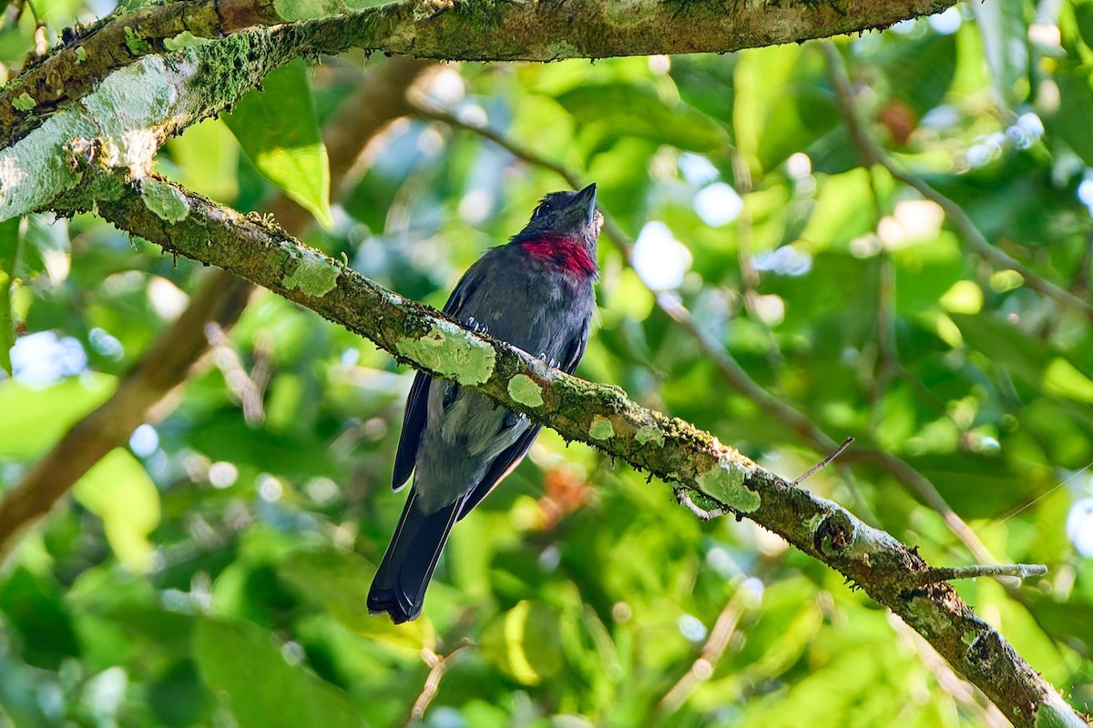 Pink-throated Becard - ML623987689