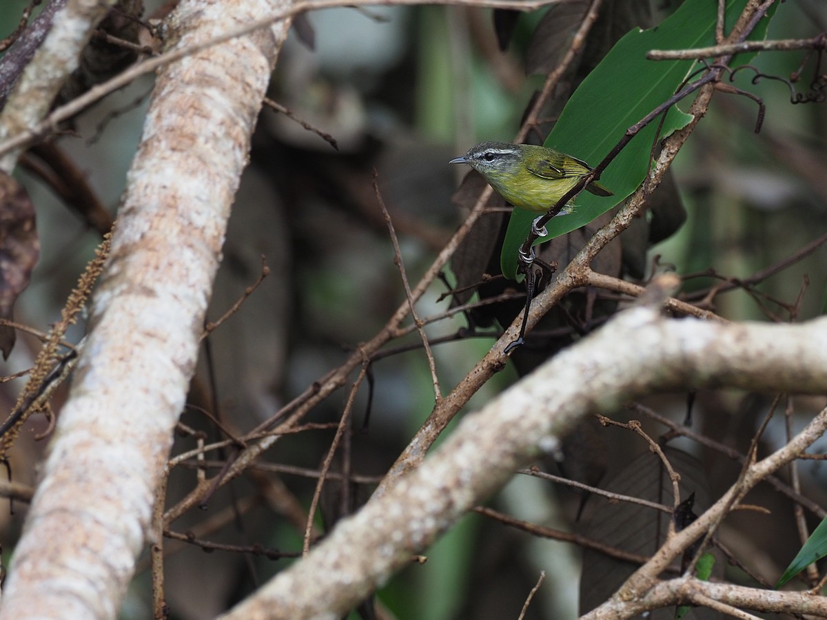 Island Leaf Warbler - ML623987694