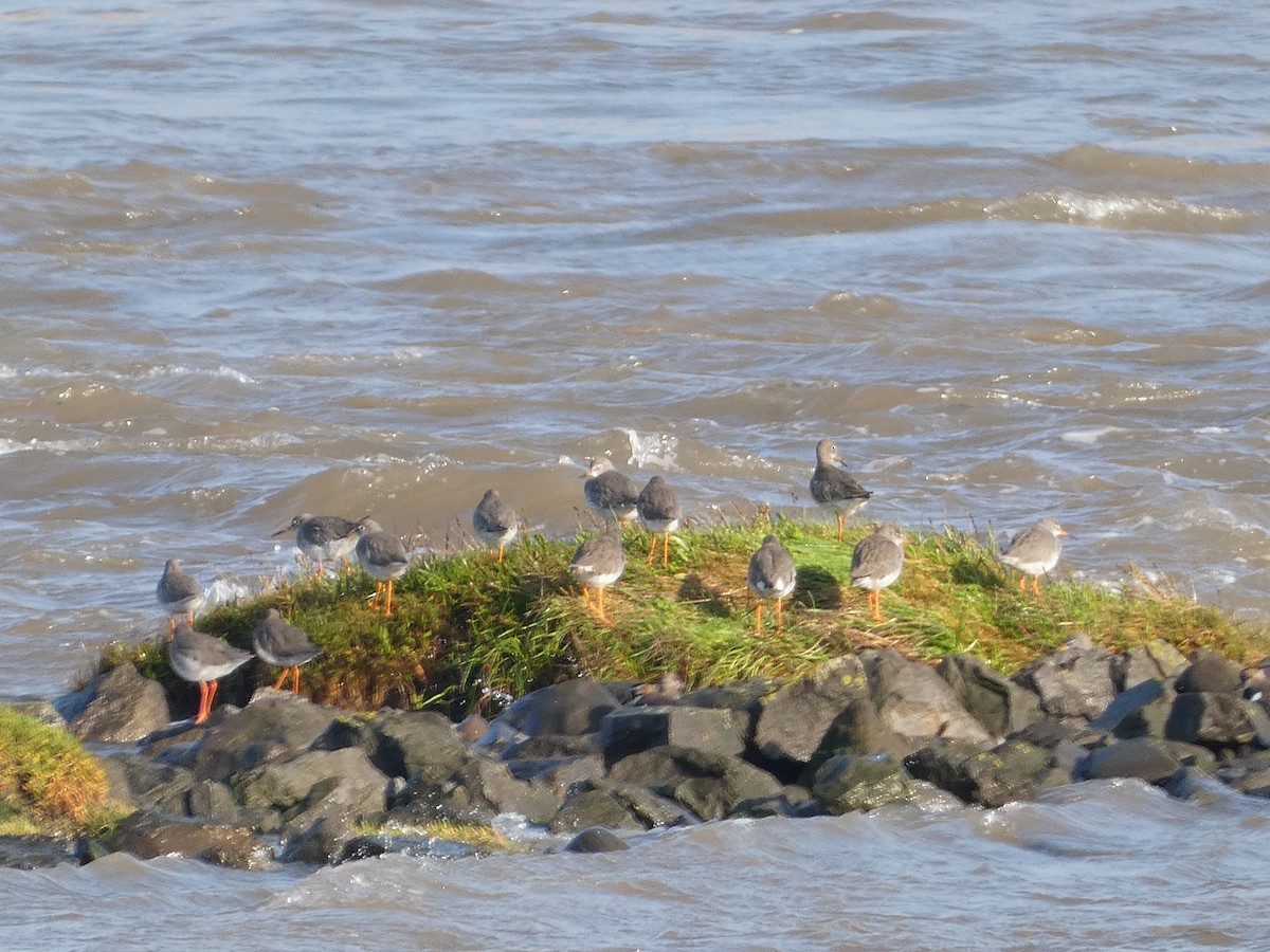 Common Redshank - ML623987696