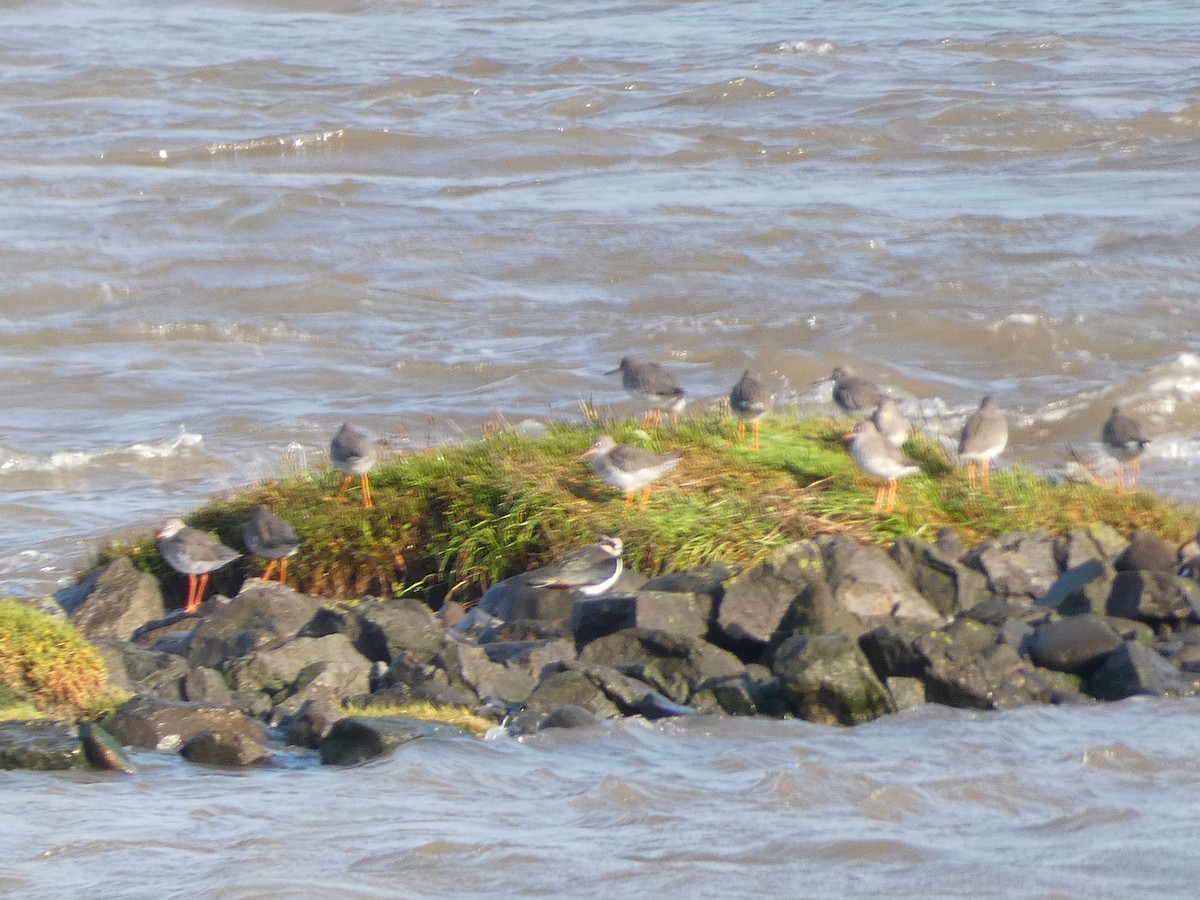 Common Redshank - ML623987698