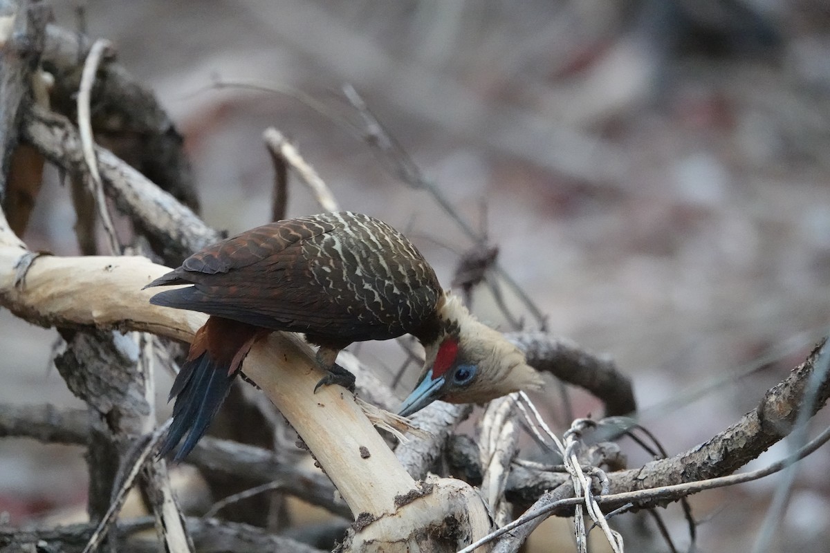 Pale-crested Woodpecker - Rainer Ruess