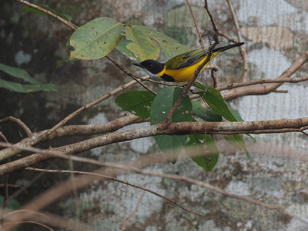 Black-chinned Whistler - ML623987724