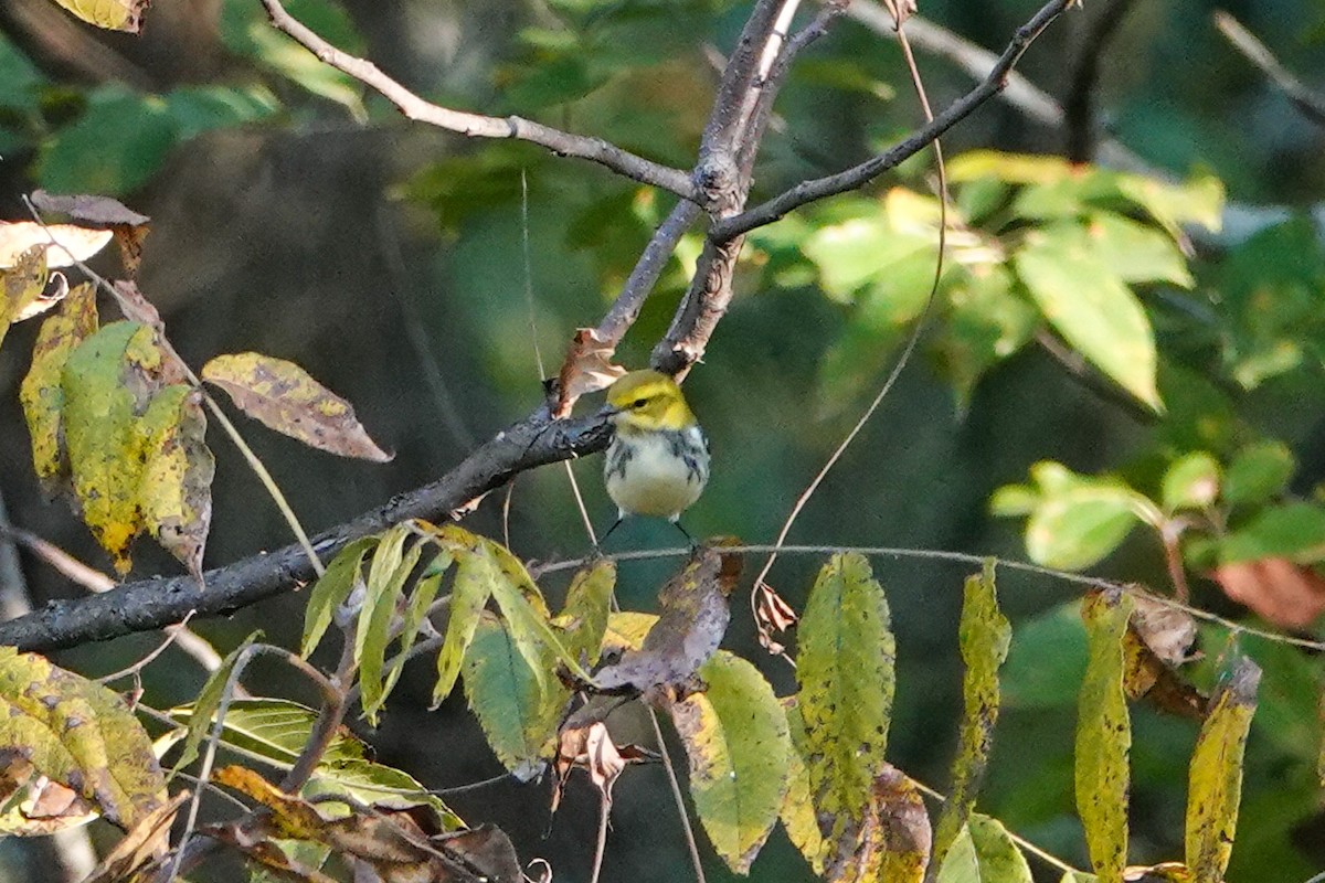 Black-throated Green Warbler - ML623987729