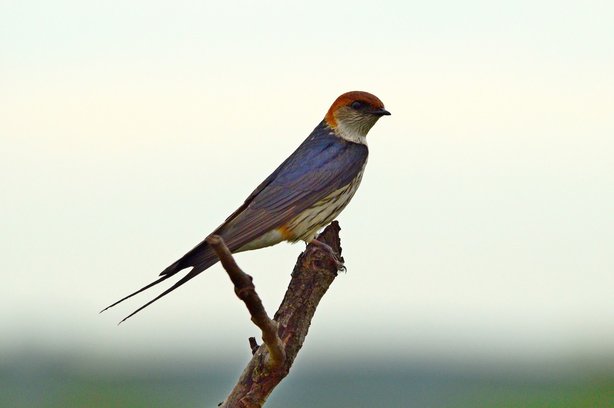 Greater Striped Swallow - ML623987730