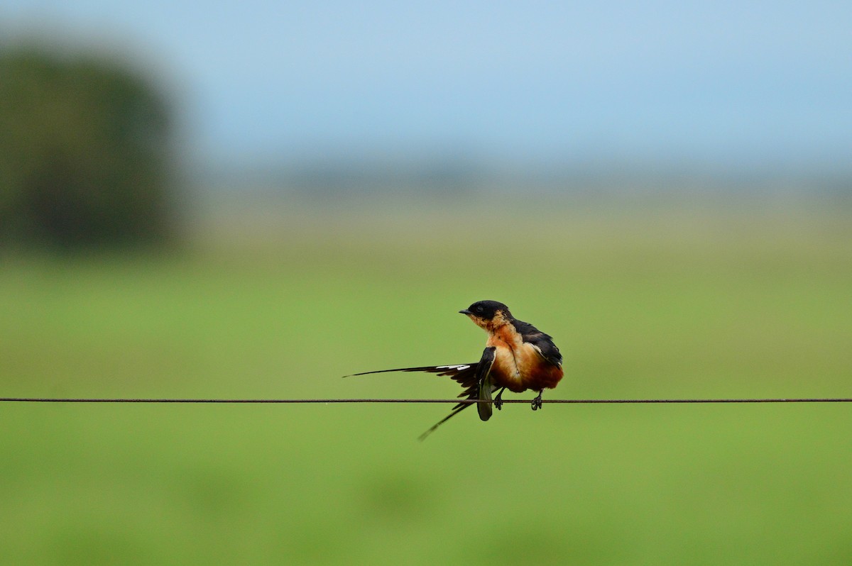 Rufous-chested Swallow - ML623987734