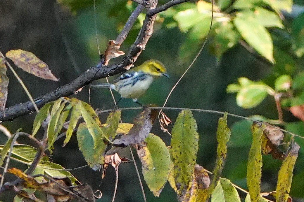 Black-throated Green Warbler - ML623987760