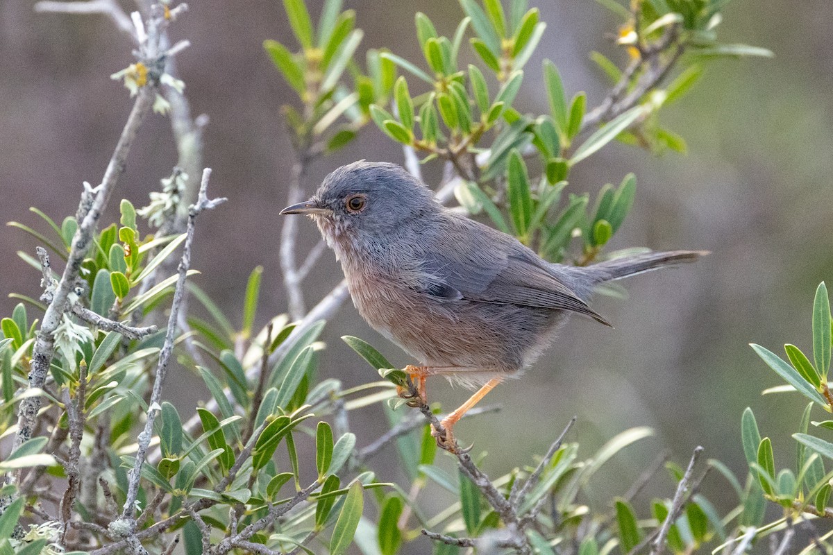 Dartford Warbler - ML623987761