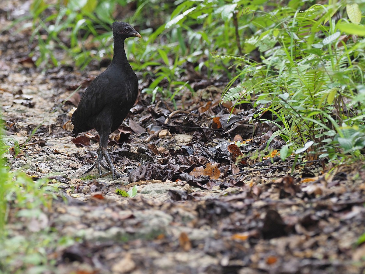 Molukken-Großfußhuhn [freycinet-Gruppe] - ML623987820