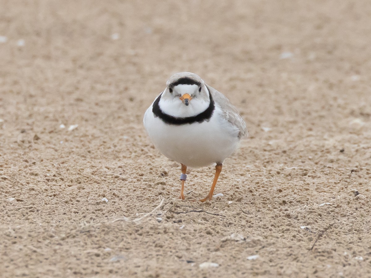 Piping Plover - ML623987827