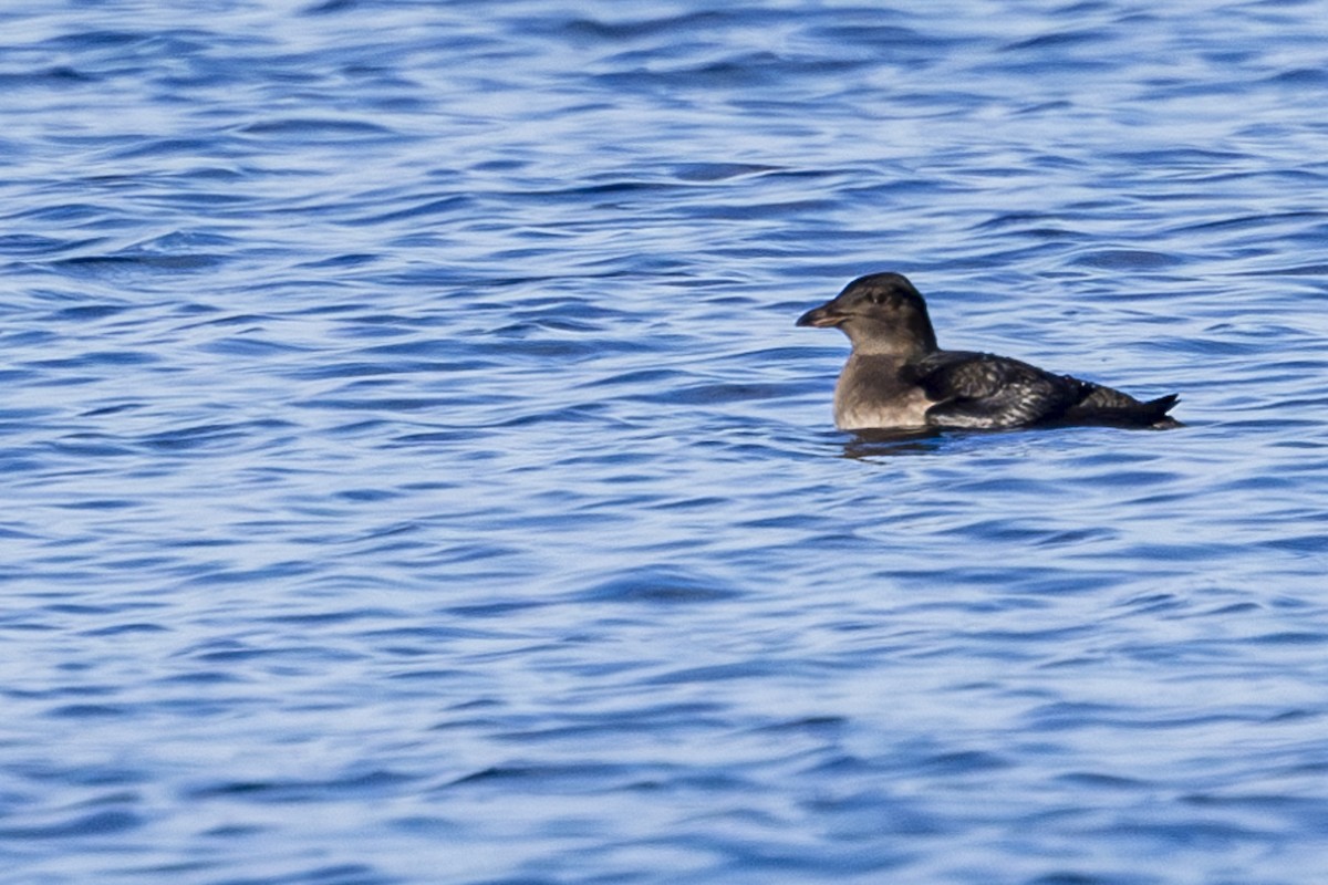 Rhinoceros Auklet - ML623987839