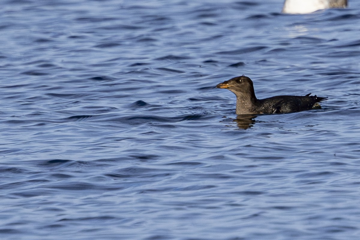 Rhinoceros Auklet - ML623987840