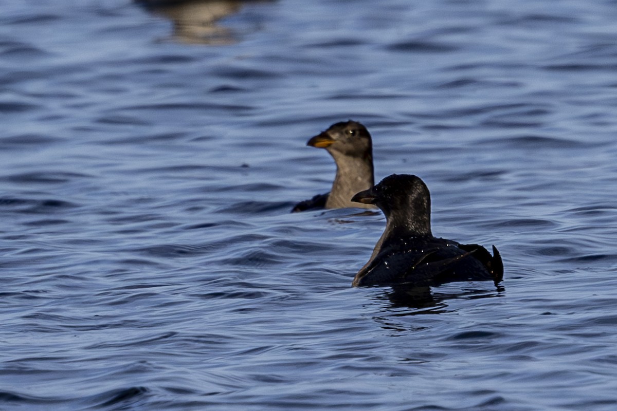 Rhinoceros Auklet - ML623987841