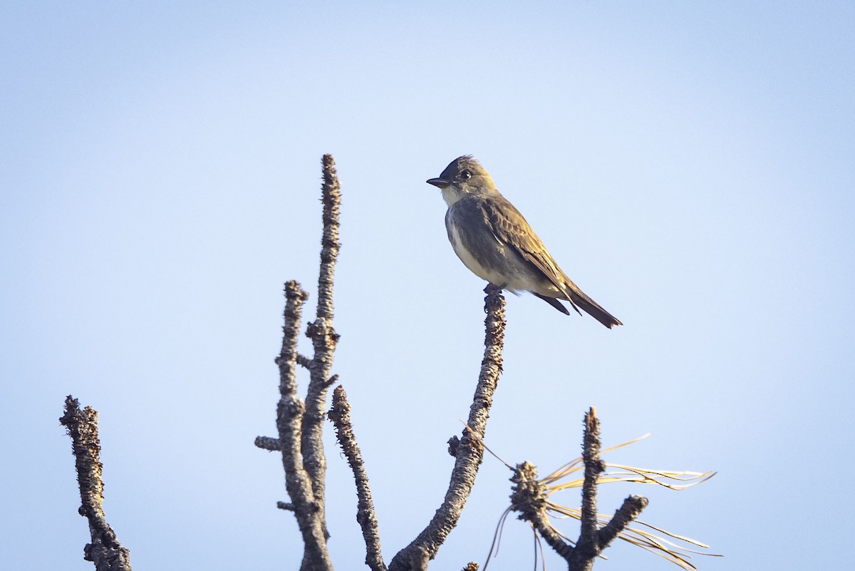 Olive-sided Flycatcher - Mouser Williams