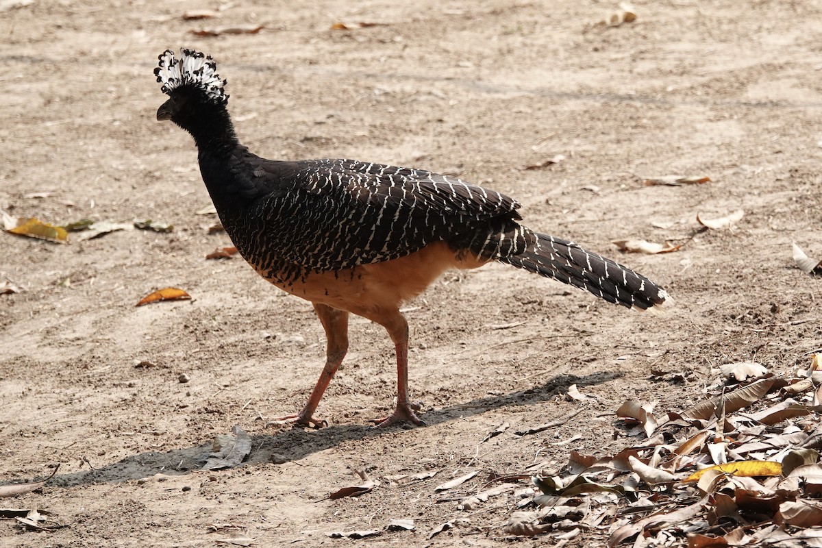 Bare-faced Curassow - ML623987873