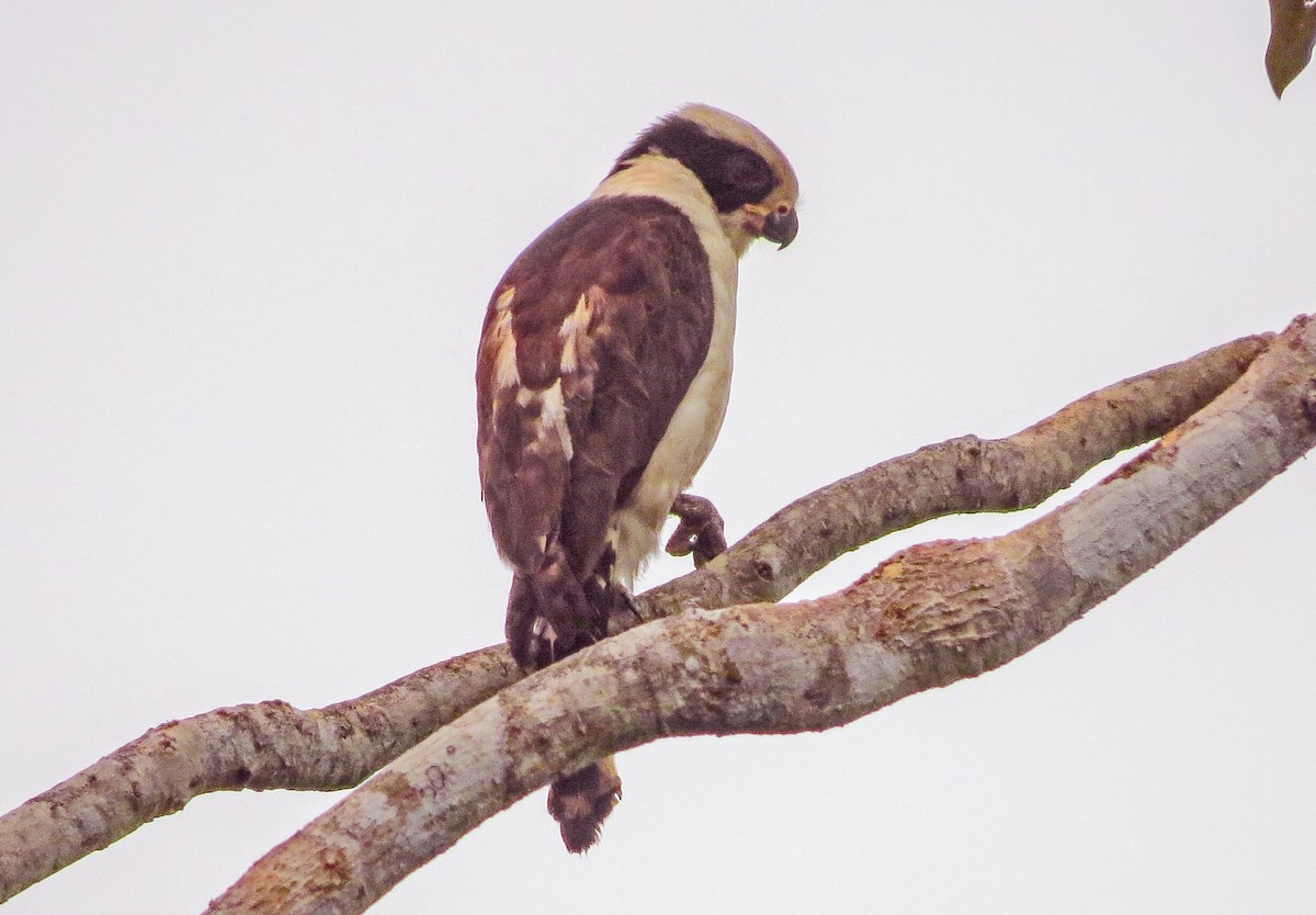 Laughing Falcon - ML623987874