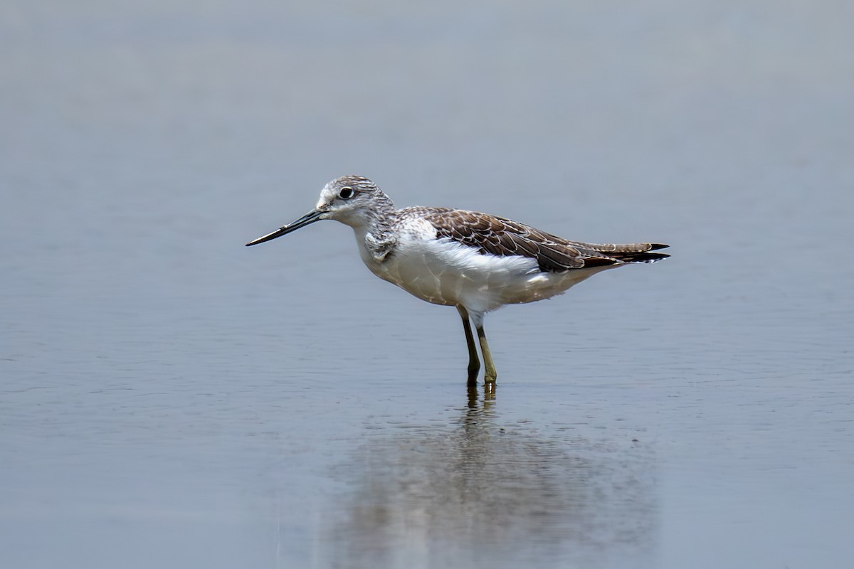 Common Greenshank - ML623987894