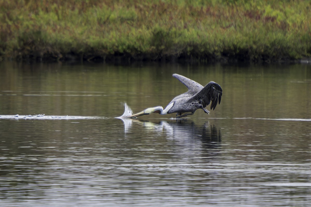 Brown Pelican - ML623987898