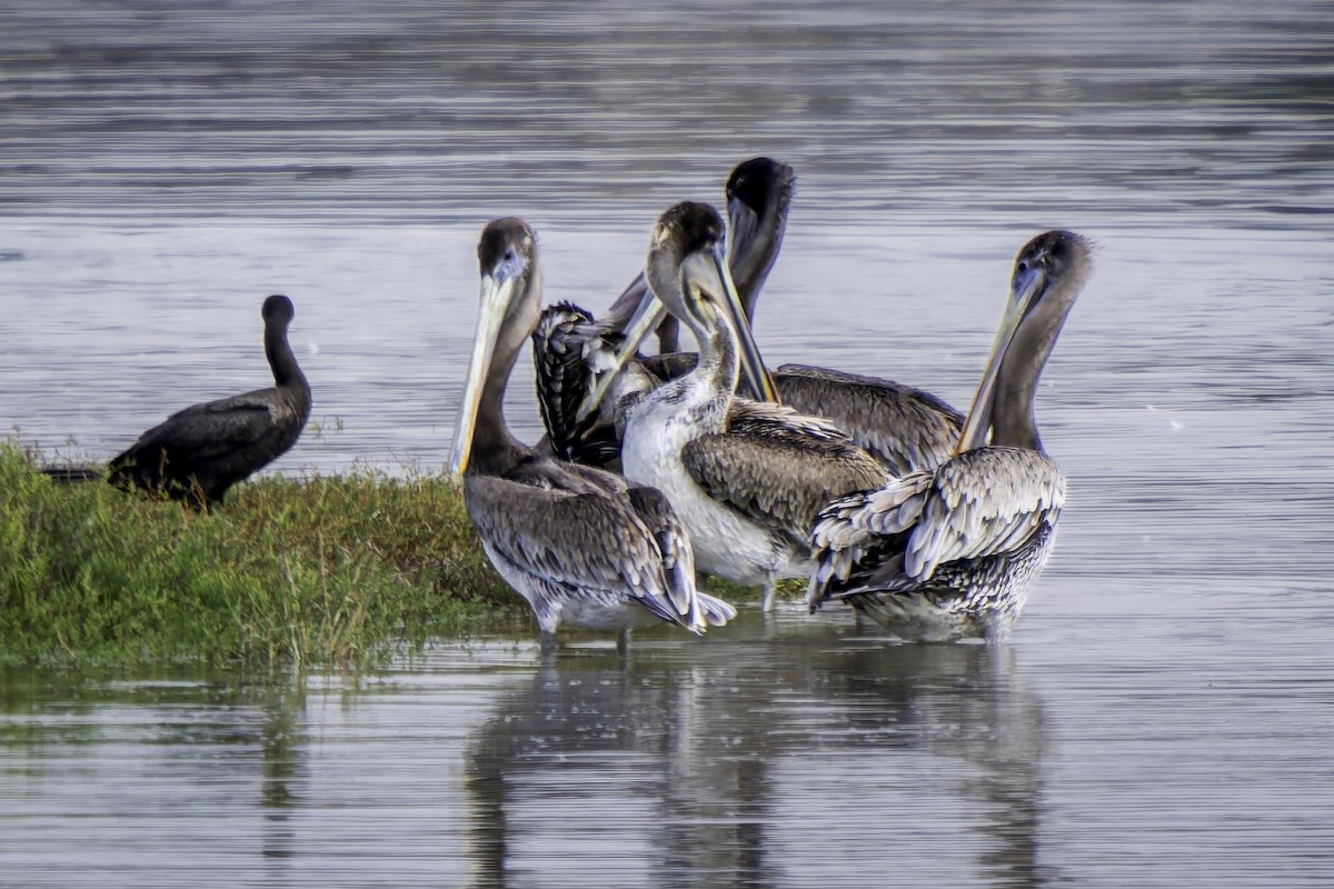 Brown Pelican - ML623987899