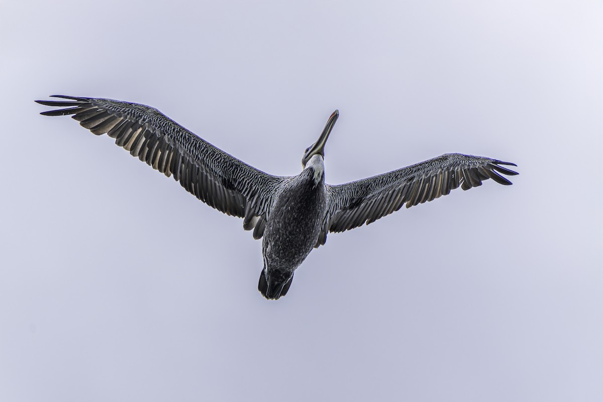 Brown Pelican - ML623987900