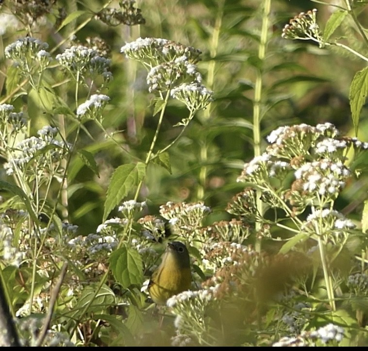 Nashville Warbler - Anonymous