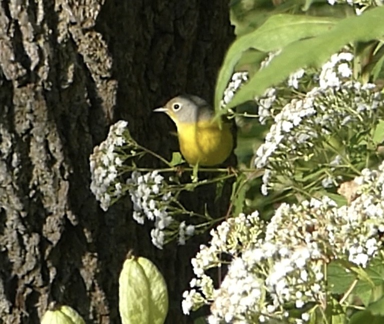 Nashville Warbler - Anonymous