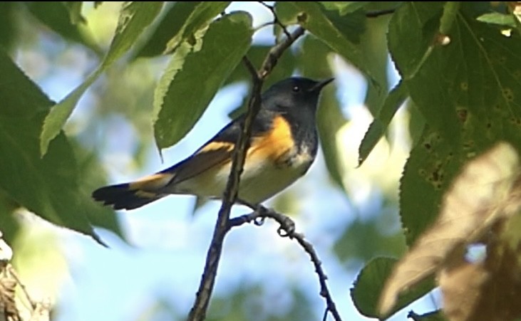 American Redstart - Anonymous