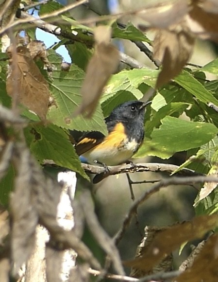 American Redstart - Anonymous