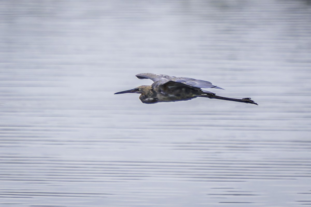 Reddish Egret - Gordon Norman