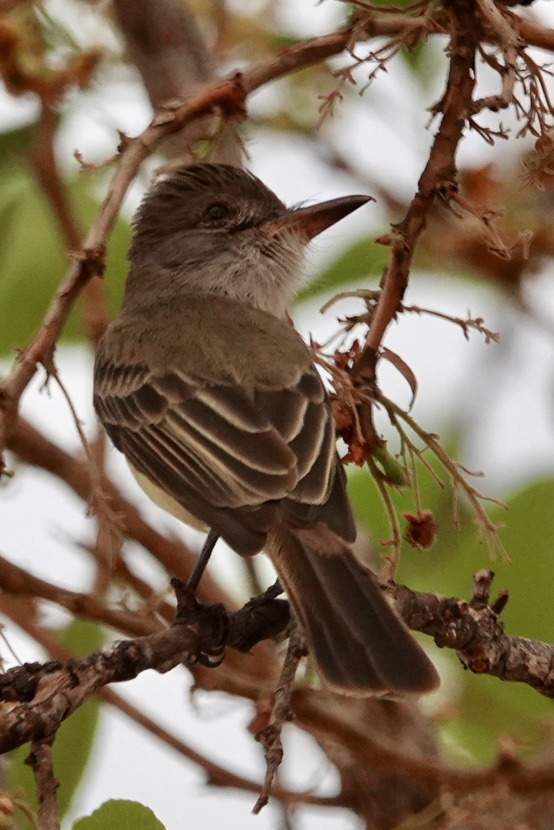 Short-crested Flycatcher - Rainer Ruess