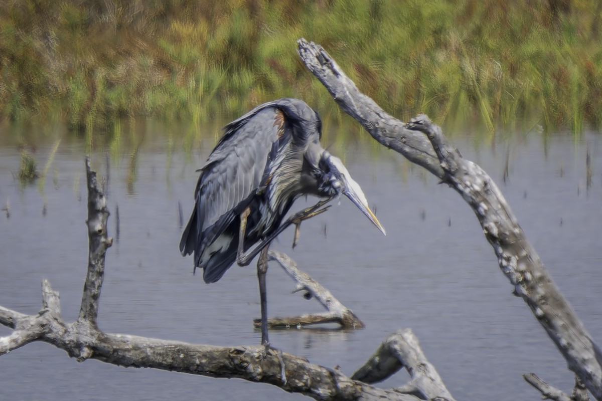 Great Blue Heron - ML623987963