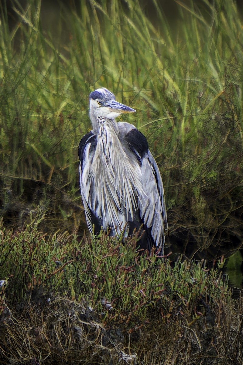 Great Blue Heron - ML623987964