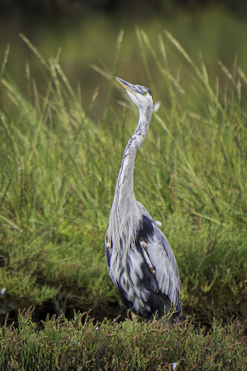 Great Blue Heron - ML623987965