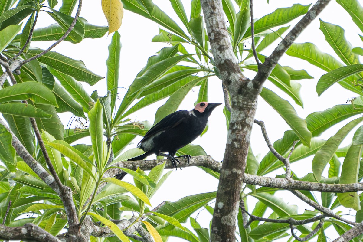 Goulin gris - ML623987979