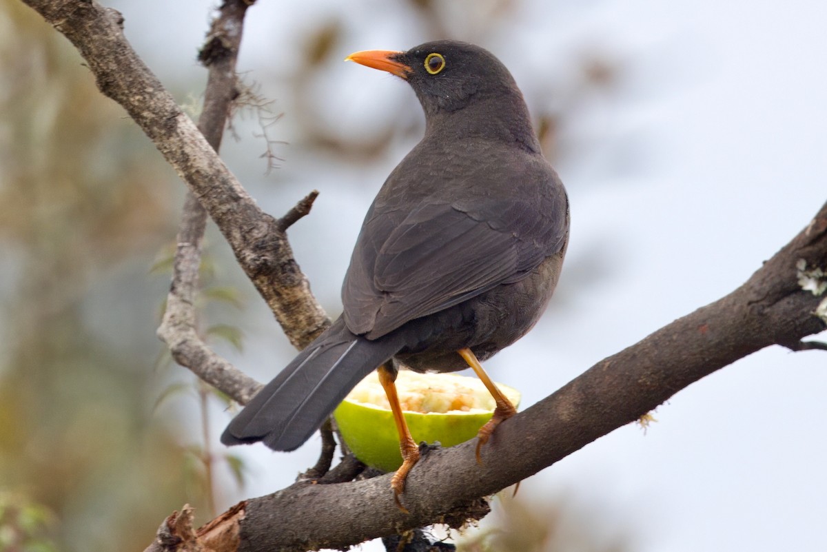 Great Thrush - ML623987981