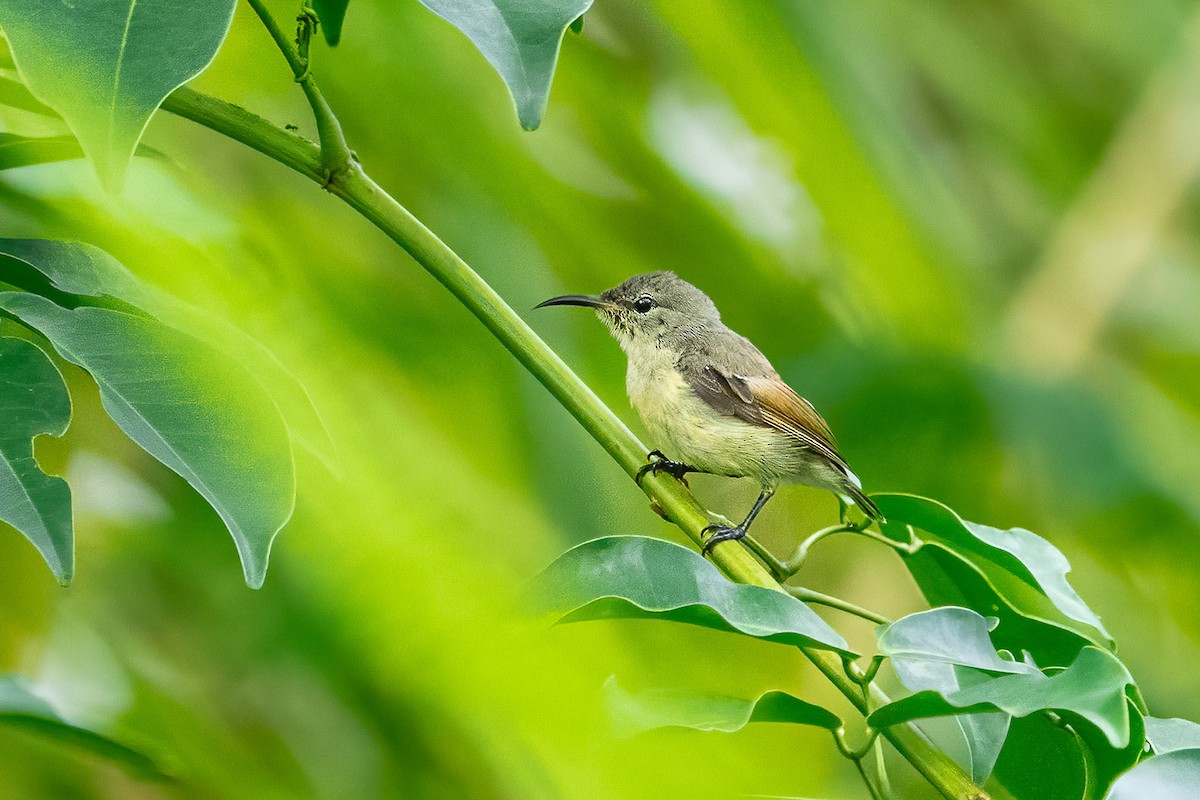 Purple-throated Sunbird - ML623987984