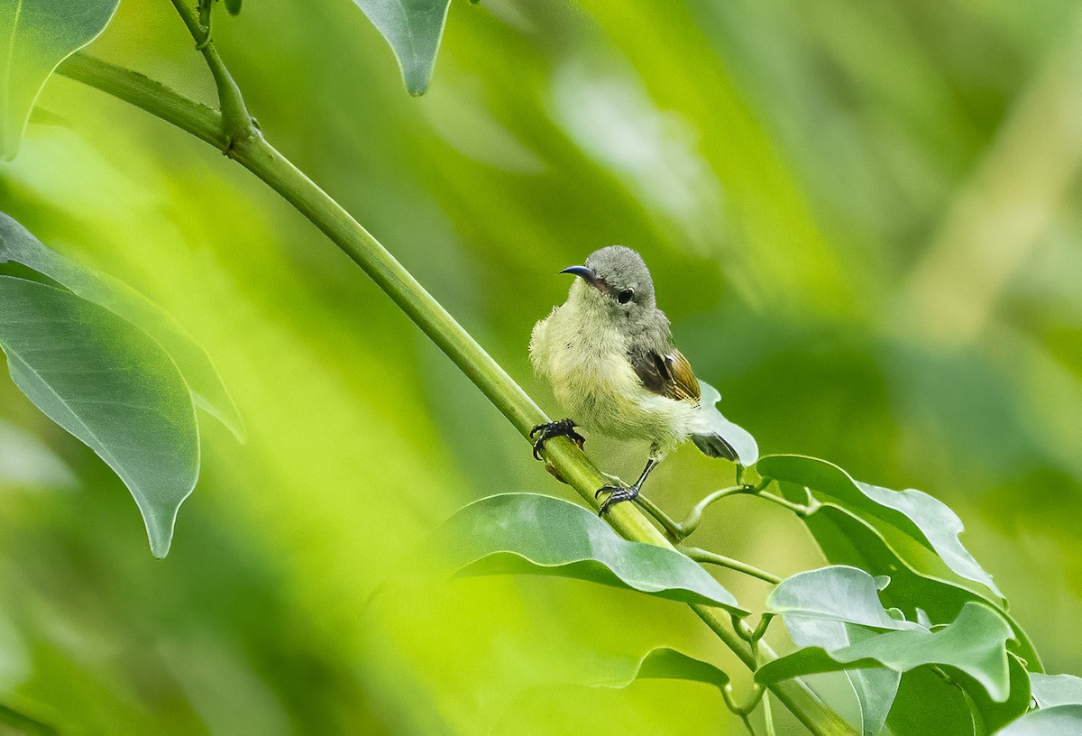 Purple-throated Sunbird - ML623987985