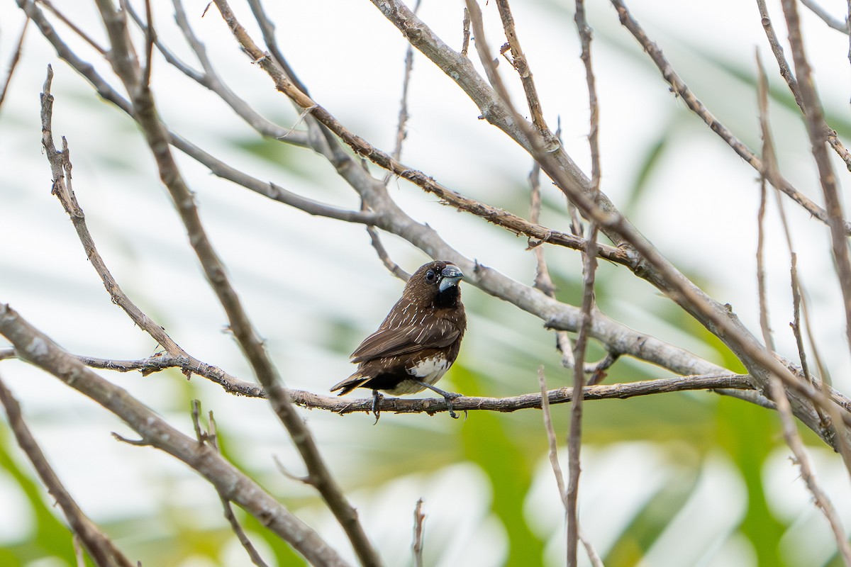 Capucin à ventre blanc - ML623988006