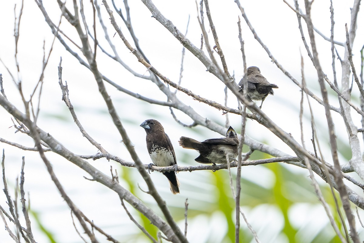 White-bellied Munia - ML623988007