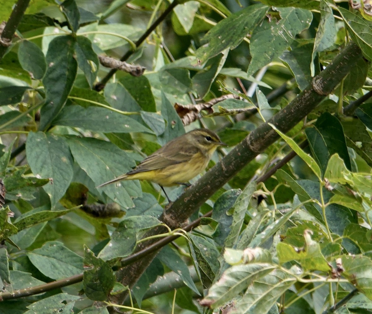 Palm Warbler - ML623988034