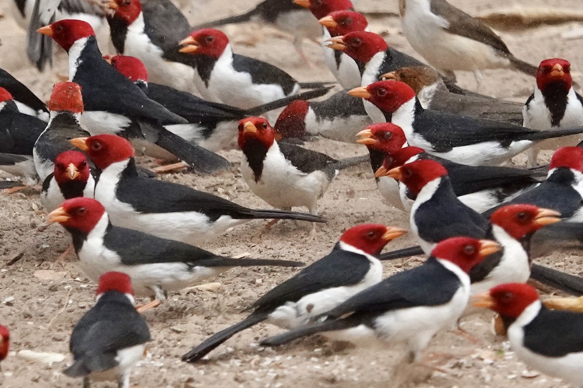 Yellow-billed Cardinal - ML623988041