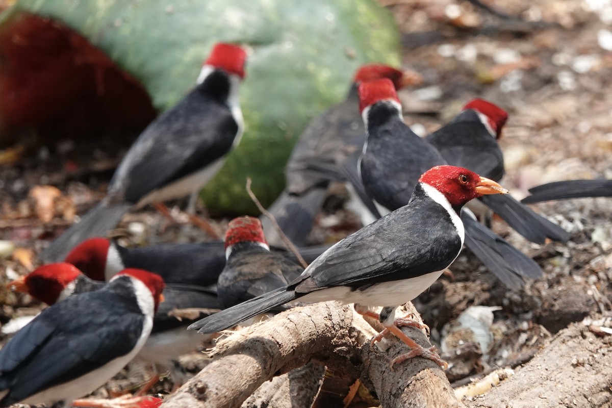 Yellow-billed Cardinal - ML623988042